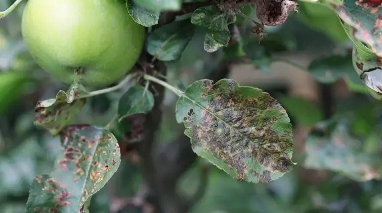 common apple tree diseases showing leaf spots and fruit symptoms