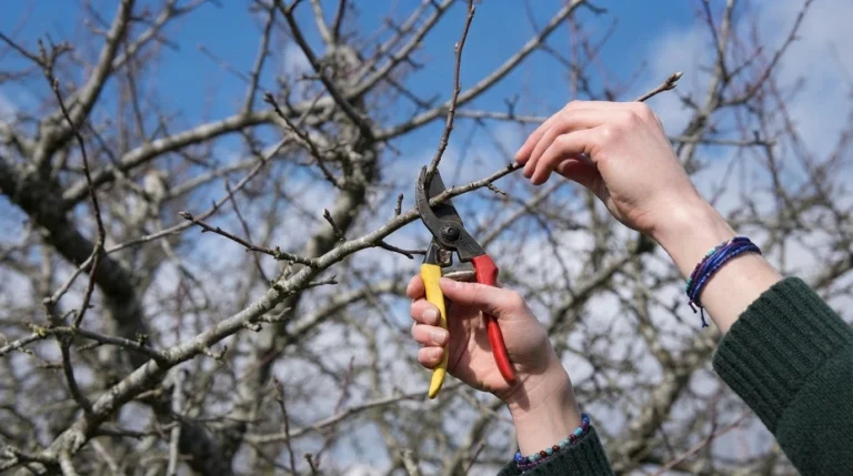 how to prune apple trees — gardener making a thinning cut on a scaffold branch in late winter