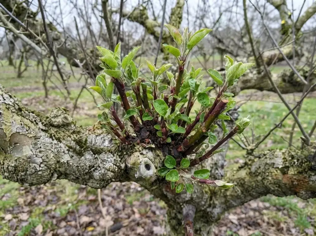 apple tree pruning vegetative growth — cluster of watersprouts on heavily pruned apple tree scaffold branch