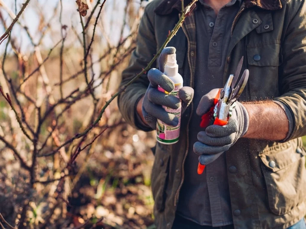 apple tree pruning tools winter — disinfecting loppers with rubbing alcohol before pruning apple trees