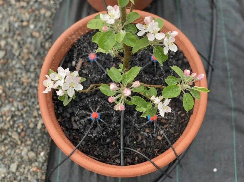 apple tree watering with drip emitters spaced across the root zone