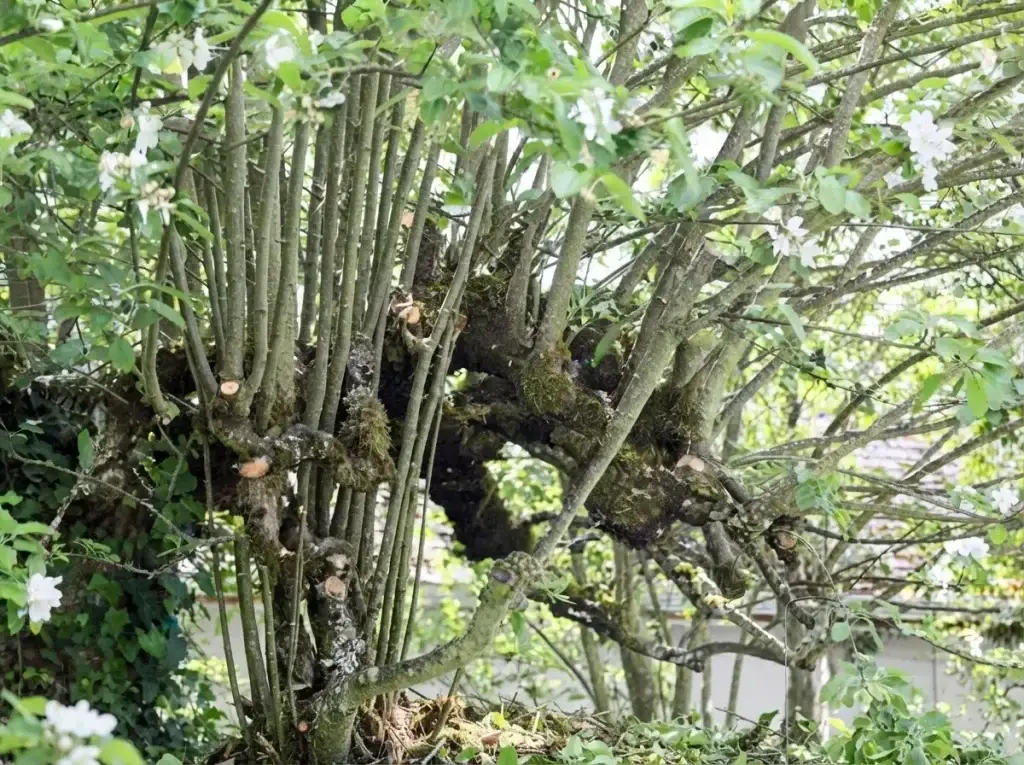 water sprouts apple tree open center — vigorous vertical shoots filling center of apple tree canopy needing removal