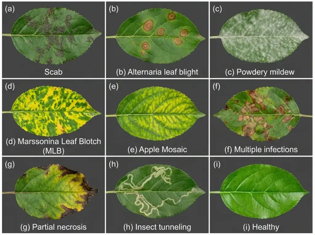 apple tree disease identification comparison of leaf, fruit, blossom, shoot, and bark symptoms