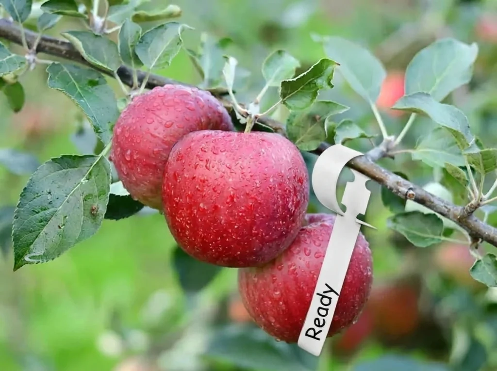 apple nursery tree labels