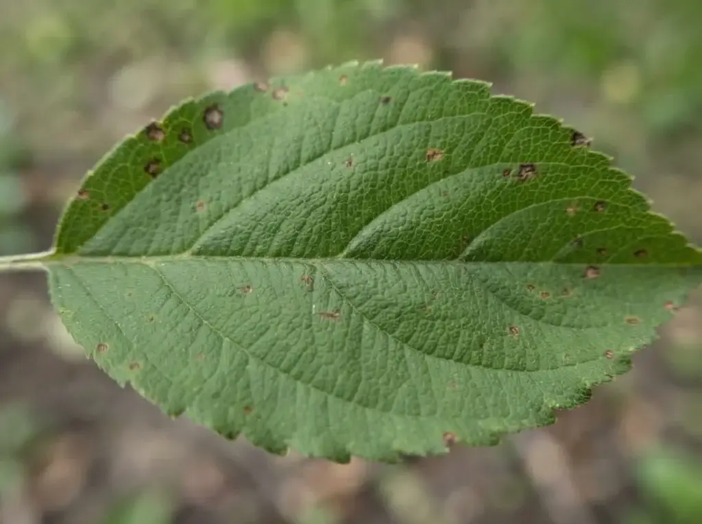 apple tree disease symptoms compared on leaves, fruit, shoots, and bark