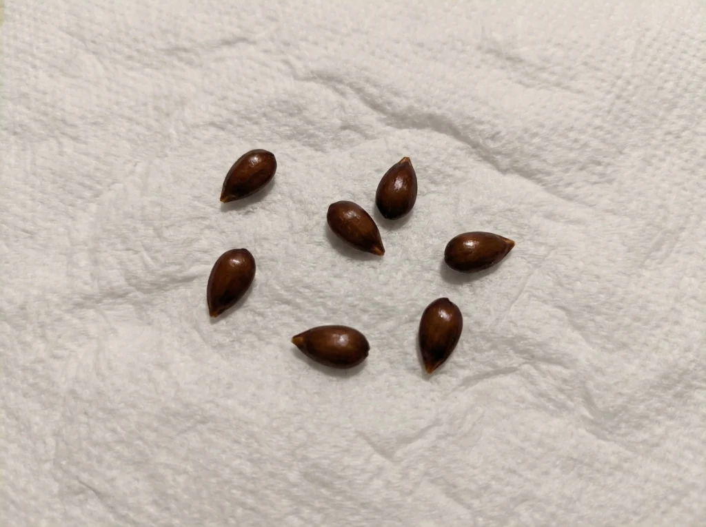 apple seed cold stratification — seeds wrapped in damp paper towel in a zip-top bag