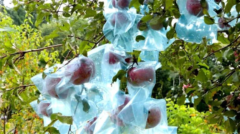 organic apple tree pest control with individual bags protecting developing apples