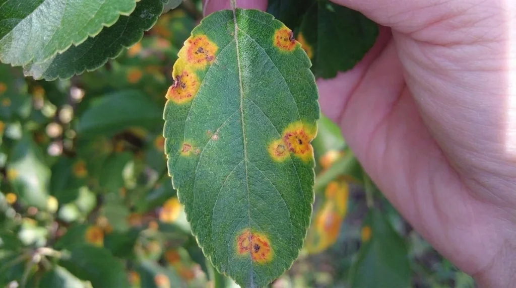 Cedar Apple Rust: 6 Proven Symptoms, Lifecycle & Treatment
