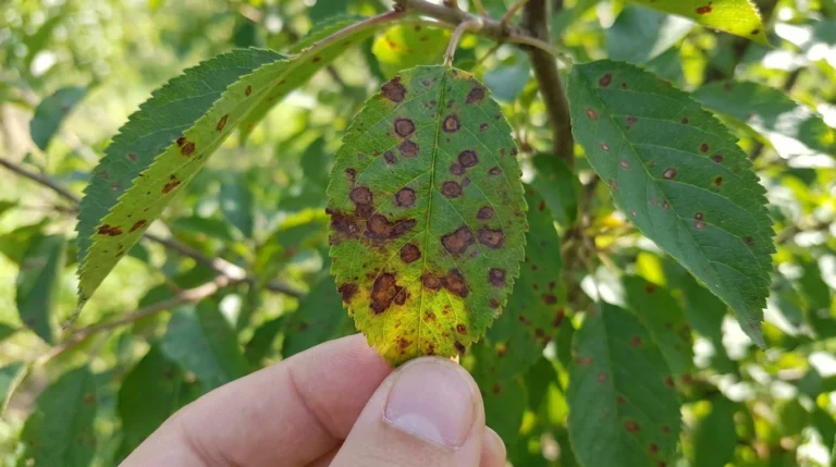 Honeycrisp apple tree diseases - close-up of infected leaf and fruit