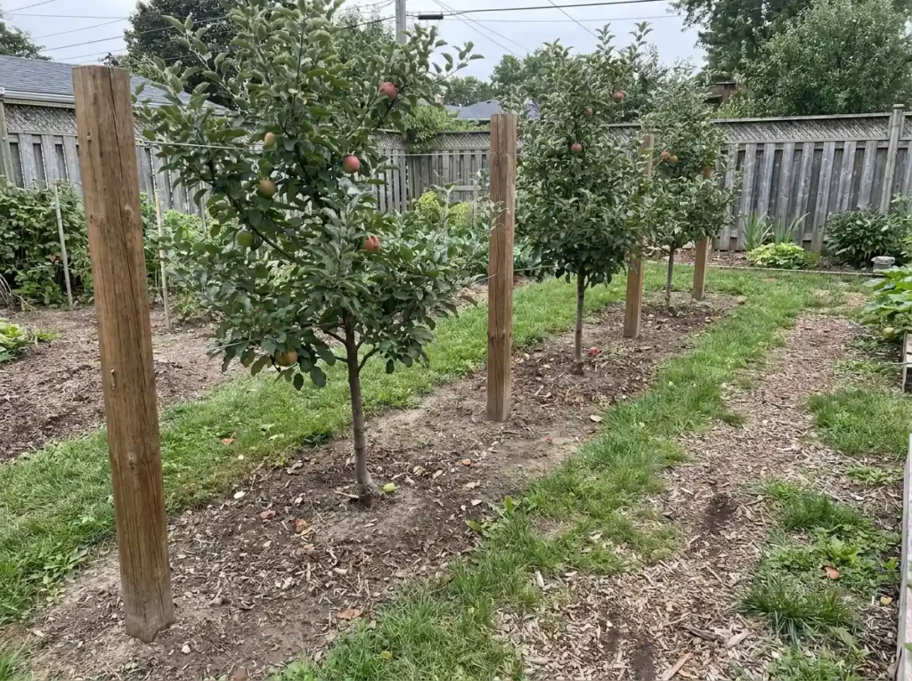 M9 dwarf apple trees spaced in a supported row with room for orchard access