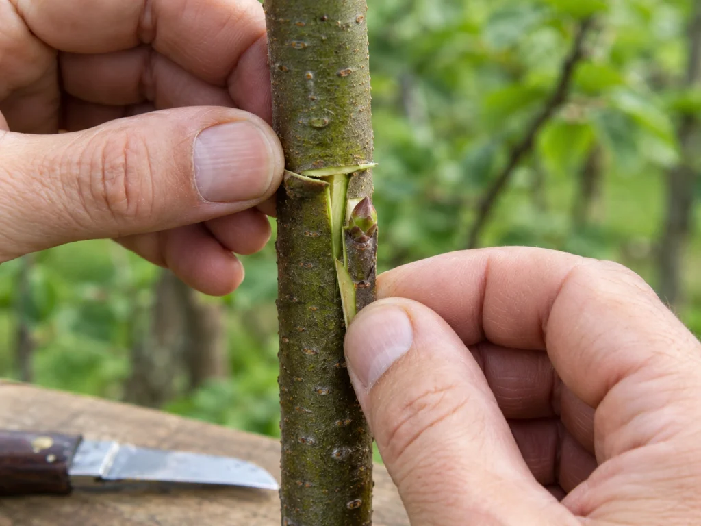 How to graft apple trees using T-budding with a single apple bud