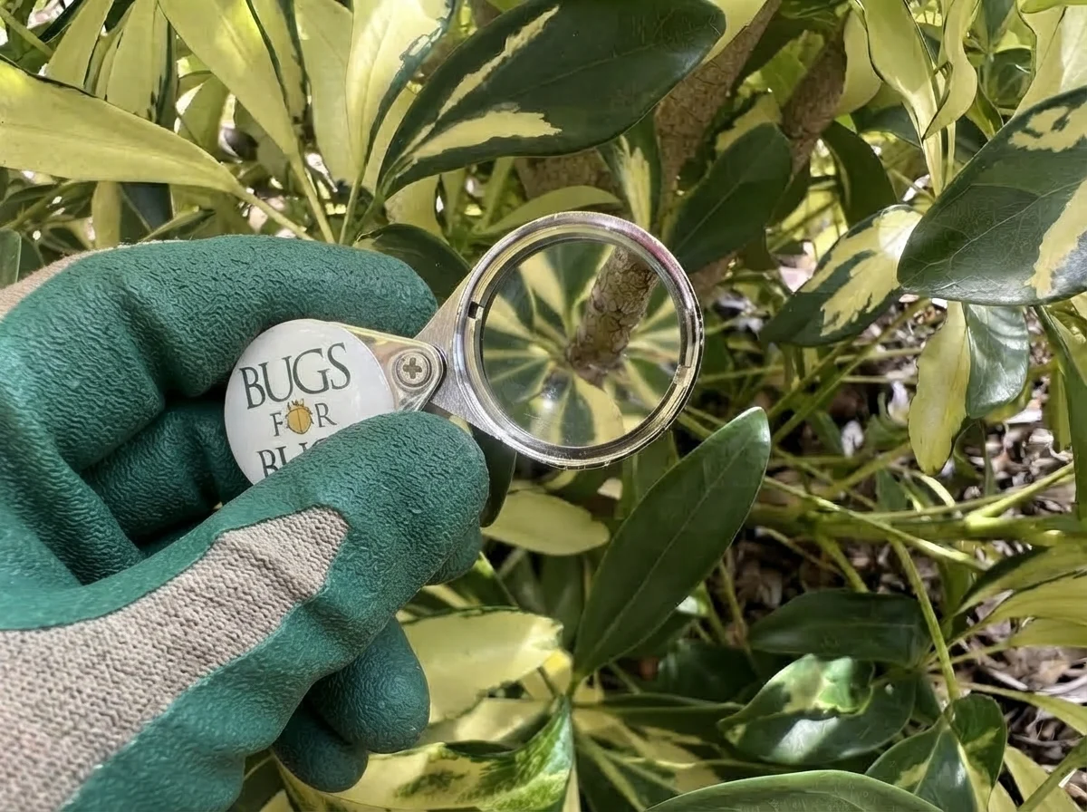 insect hand lens