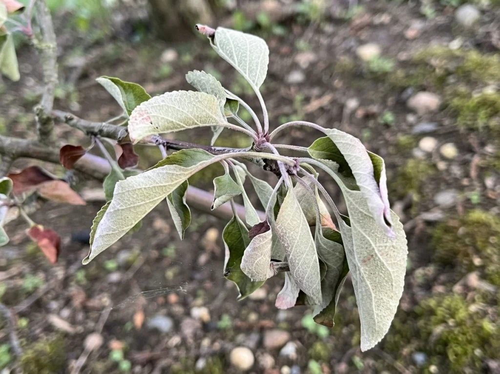 apple tree leaves showing pale green color as a sign it needs fertilizer