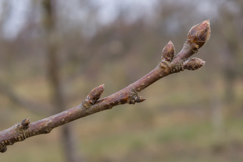 Closed brown buds on a leafless apple twig during apple tree dormancy.