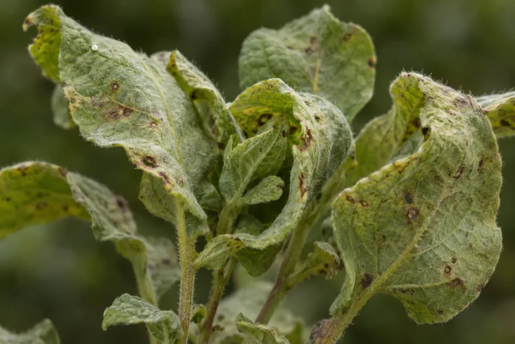 caterpillars on apple trees hiding in rolled leaves held together with silk