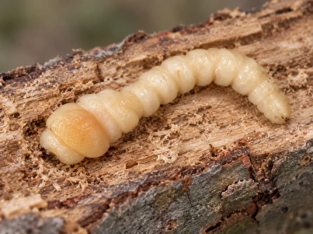 Flatheaded apple tree borer larva showing the widened thorax behind its small head.